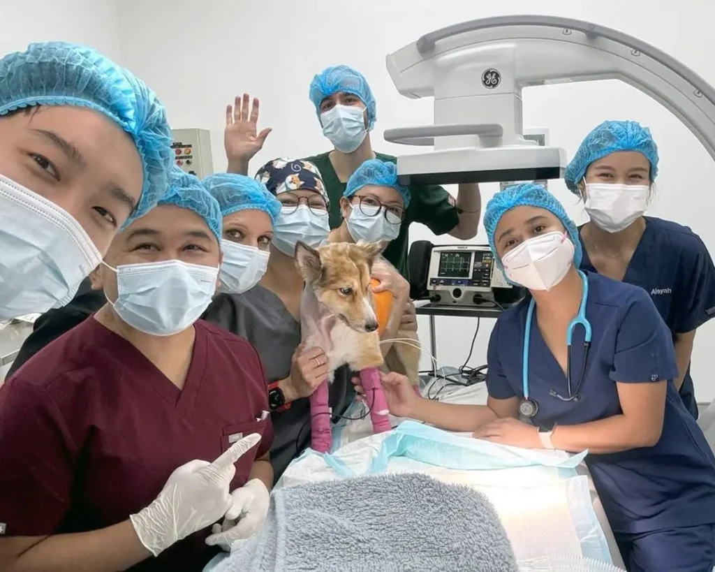 Beecroft Animal Specialist & Emergency Hospital