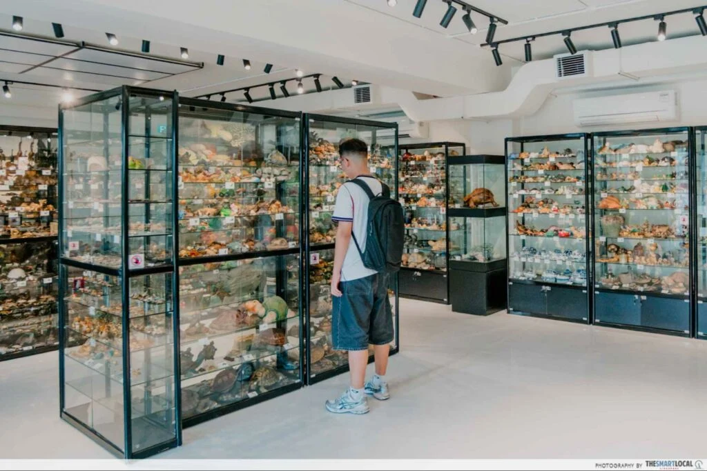 Live Turtle & Tortoise Museum