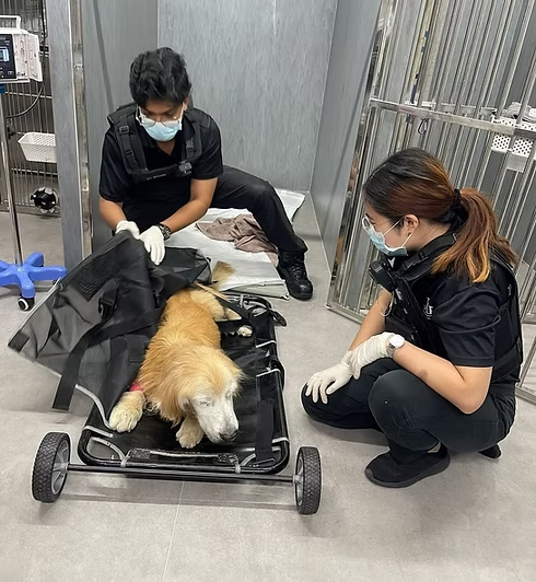 Royal Animal Rescue