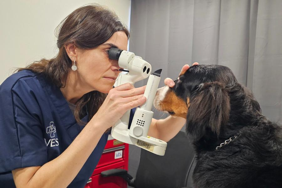 Veterinary Emergency & Specialty Hospital Singapore
