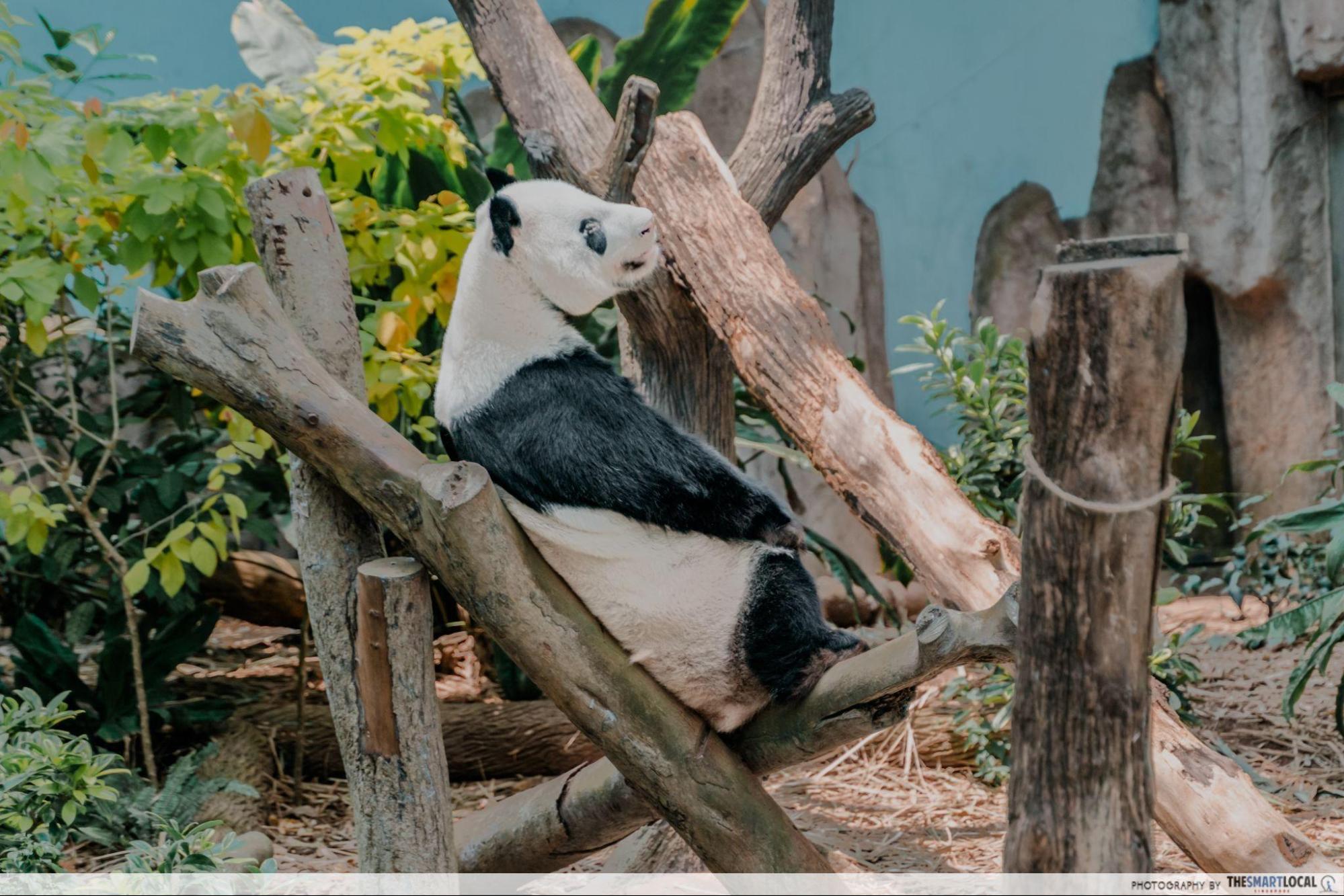 stars of mandai - panda