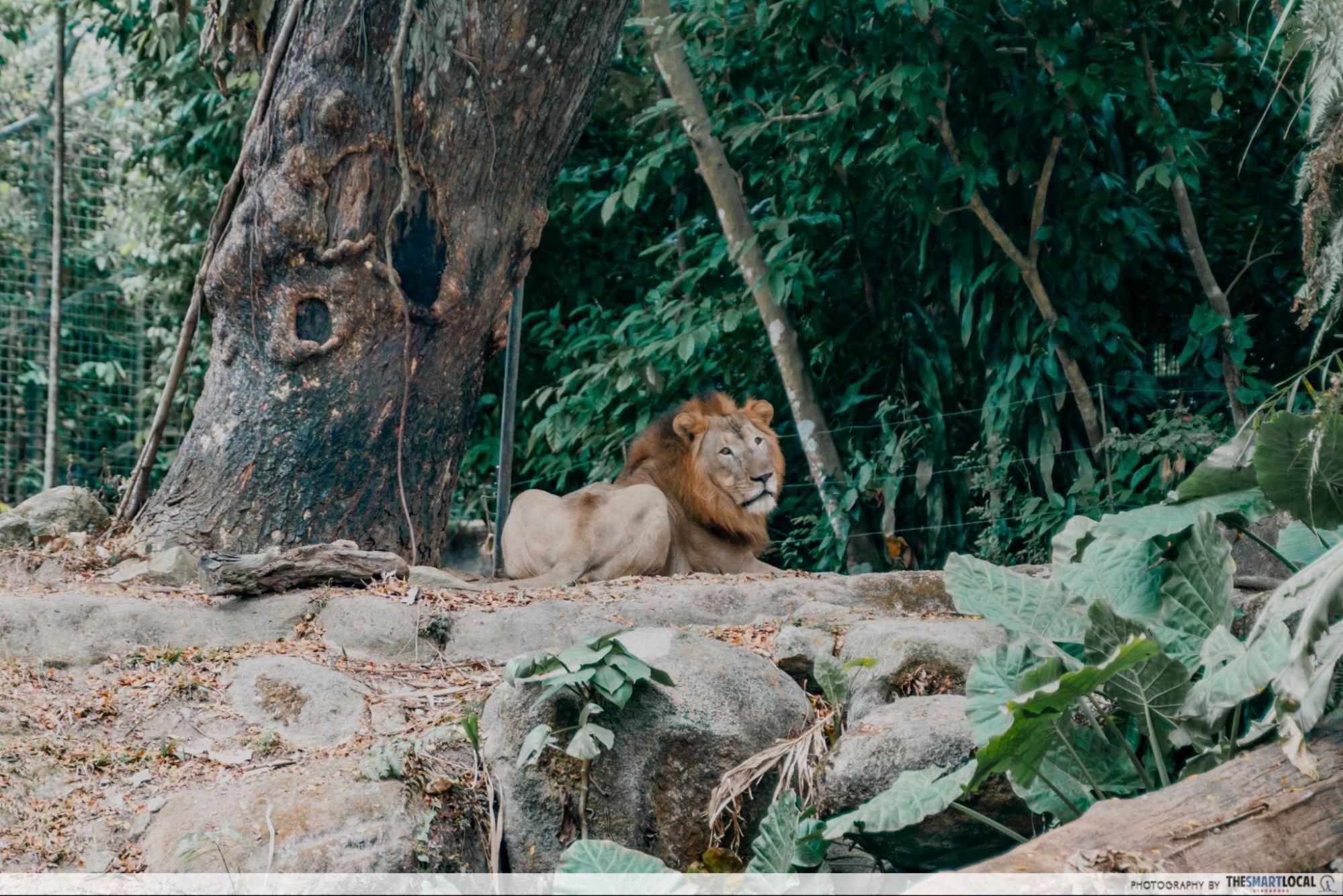 stars of mandai - simba lion