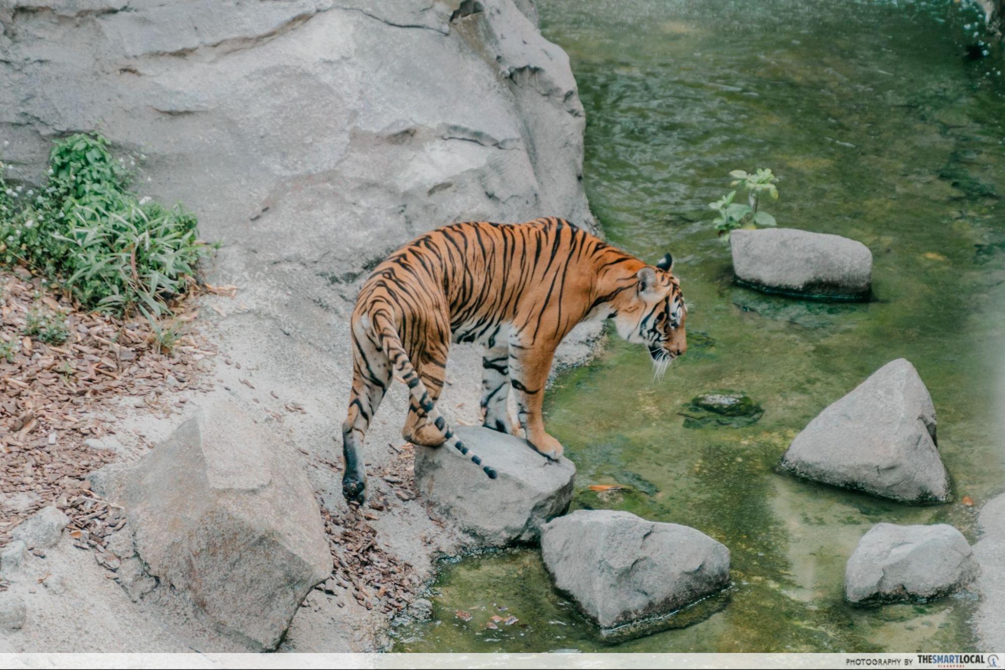 stars of mandai - tiger