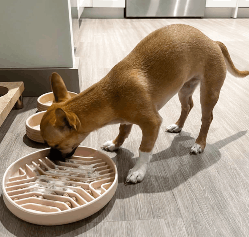 Amazon Prime Big Day Deals 2026 - Pet Slow Feeder