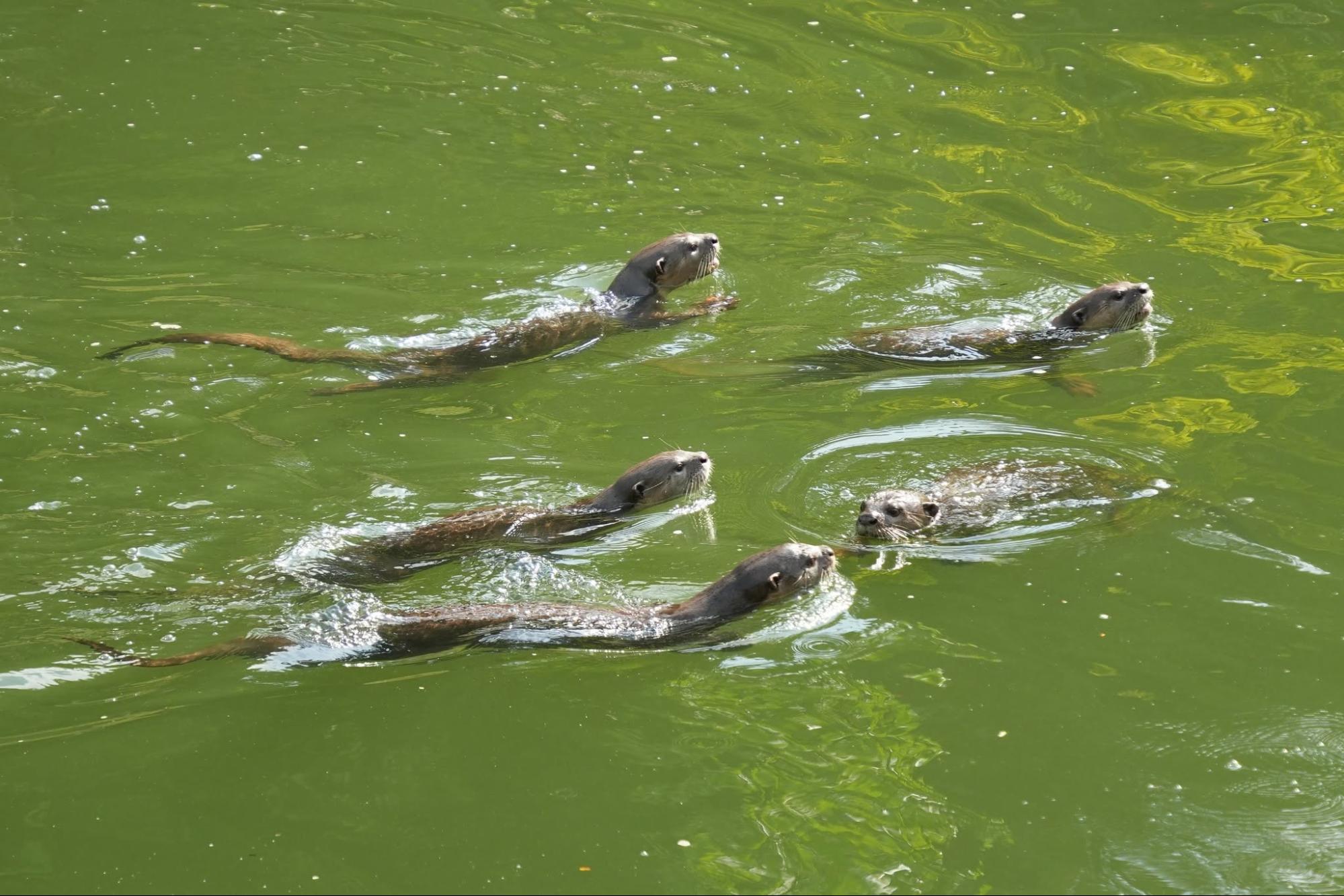 River Of Life Kayak Tour otters