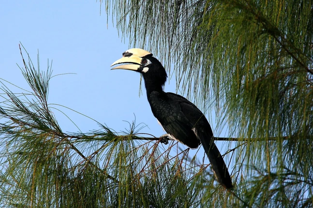 View birds up close at Desaru