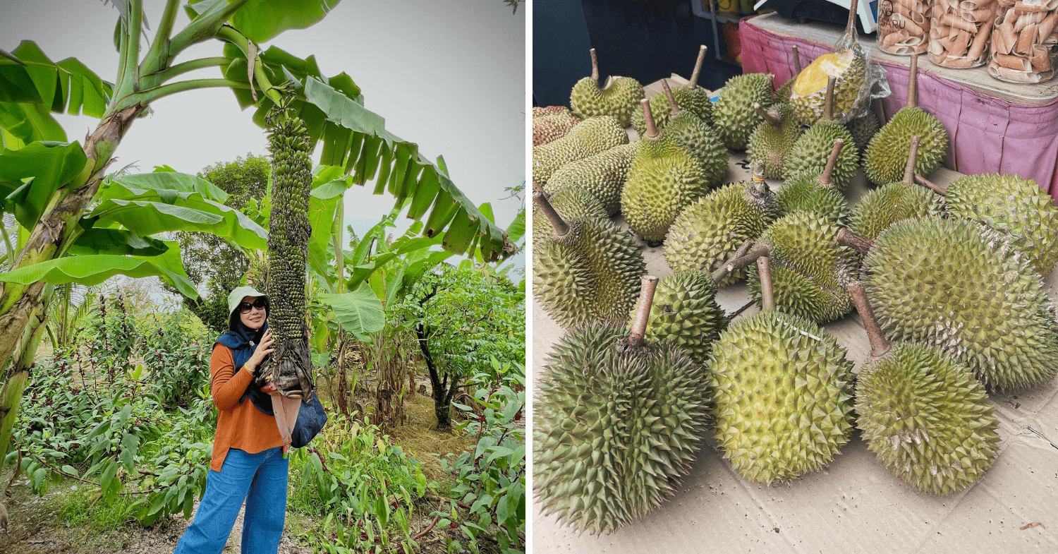 Learn more about fruits at Desaru Fruit Farm