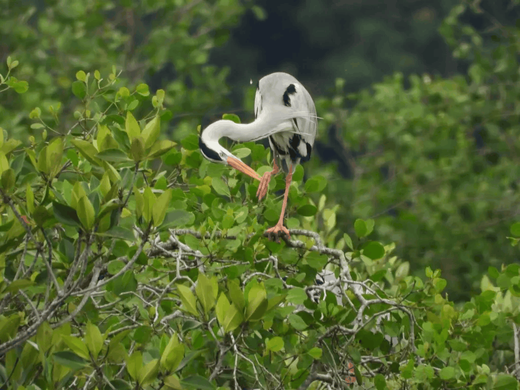 Catch wildlife at Desaru Mangrove