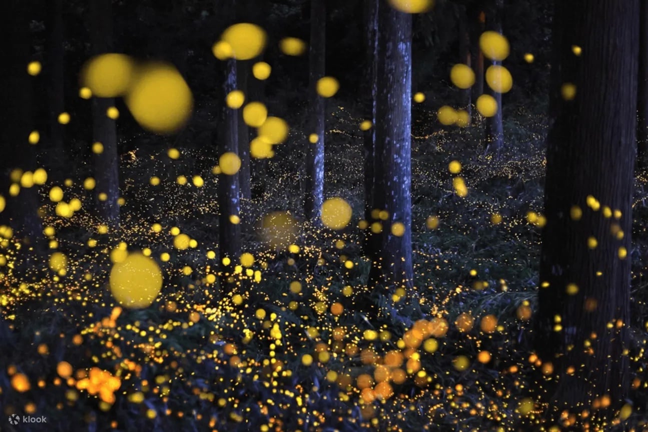 Kota Tinggi Firefly Park