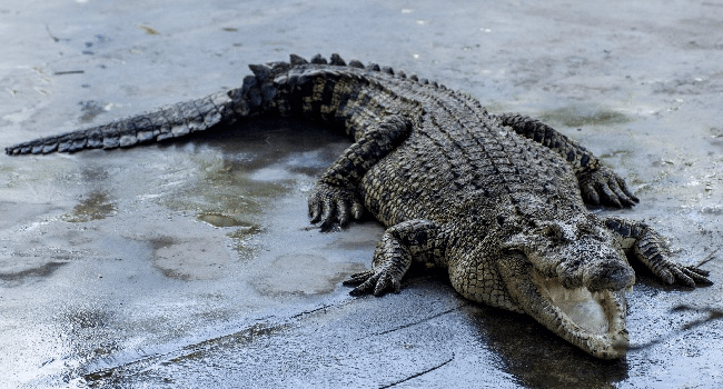 Catch crocodiles at Teluk Sengat 