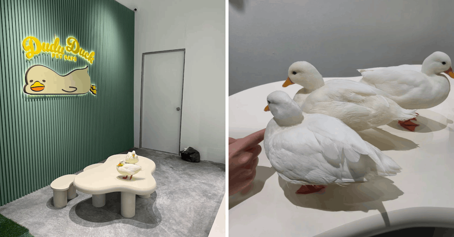 duck cafe jb - ducks 2