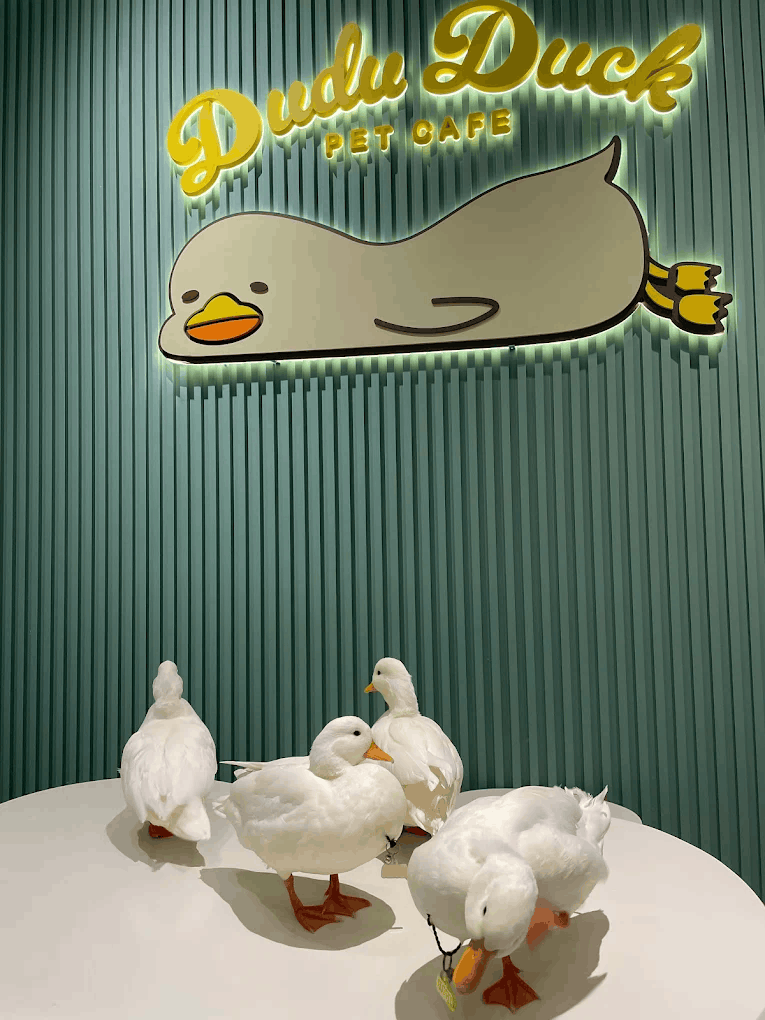 duck cafe jb - dudu duck cafe