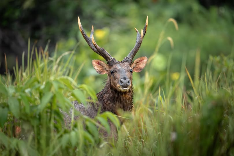 Sambar Deer