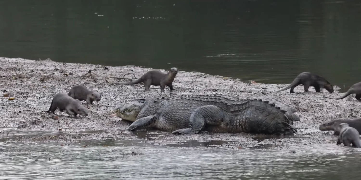 Tailless with otters