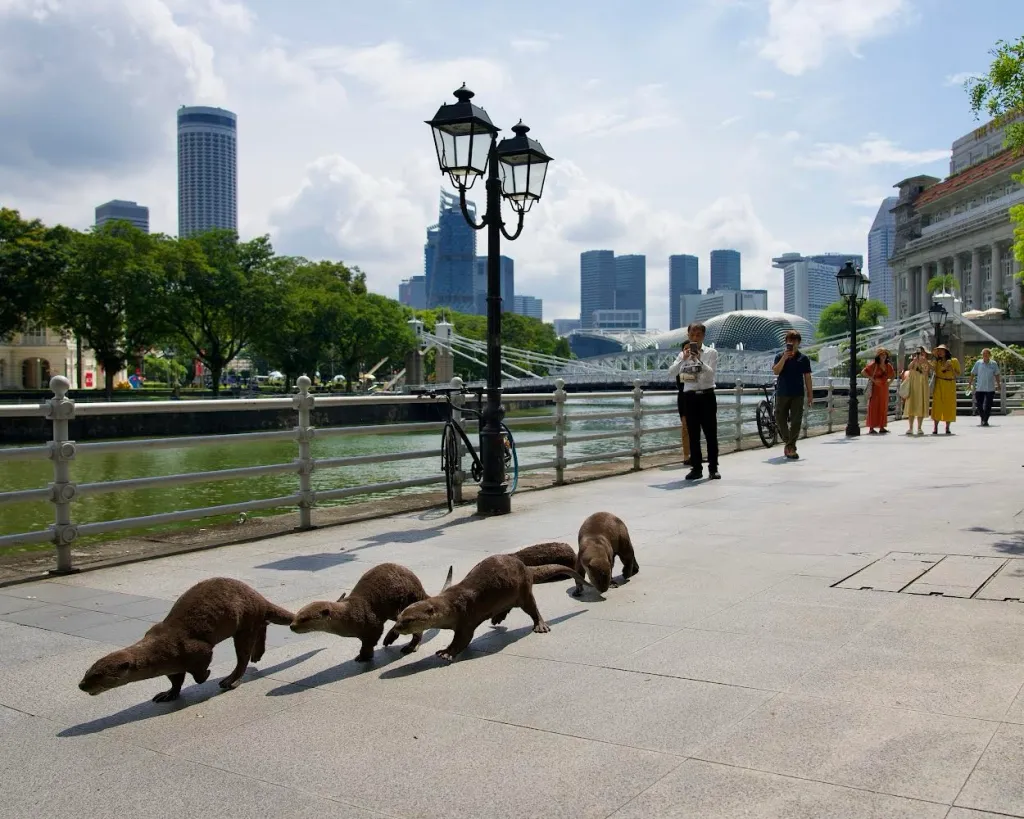Zouk otter family