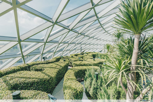 Hedge Maze