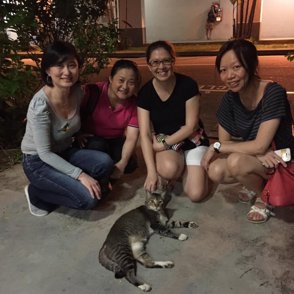 Bob the tabby cat