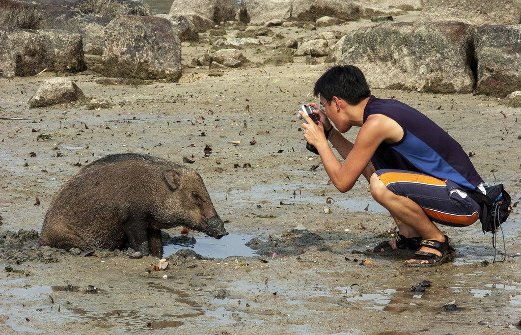 Priscilla the Wild Boar