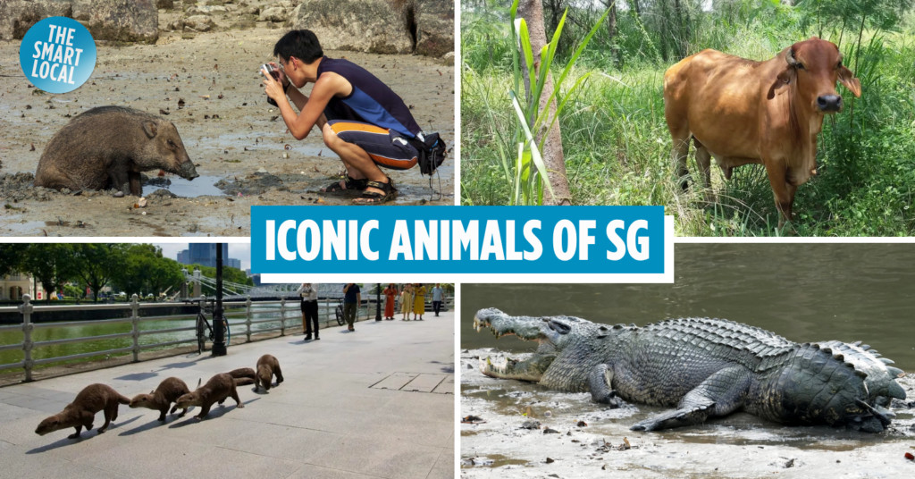 Iconic Animals of Singapore cover image