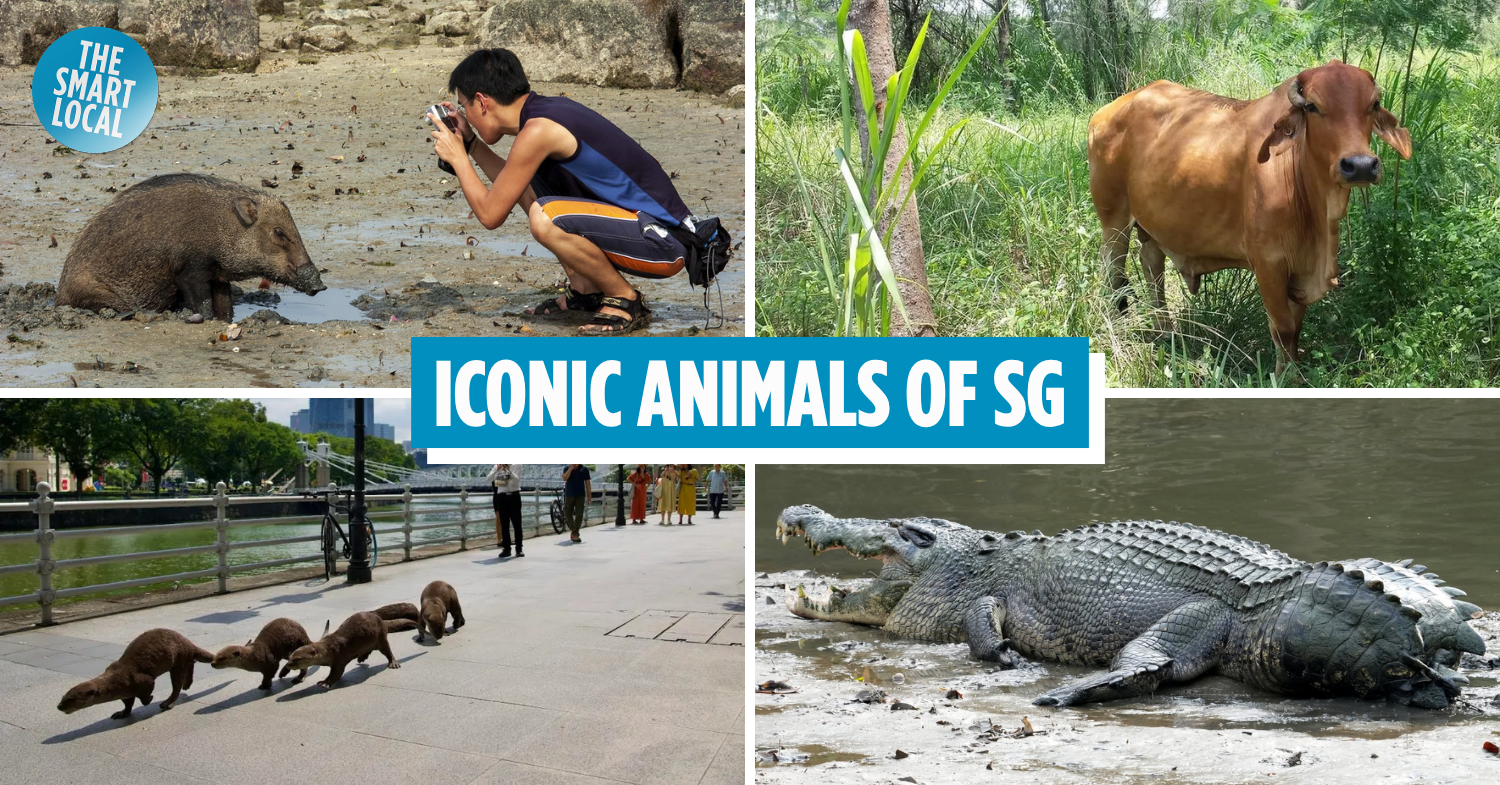 Iconic Animals of Singapore cover image