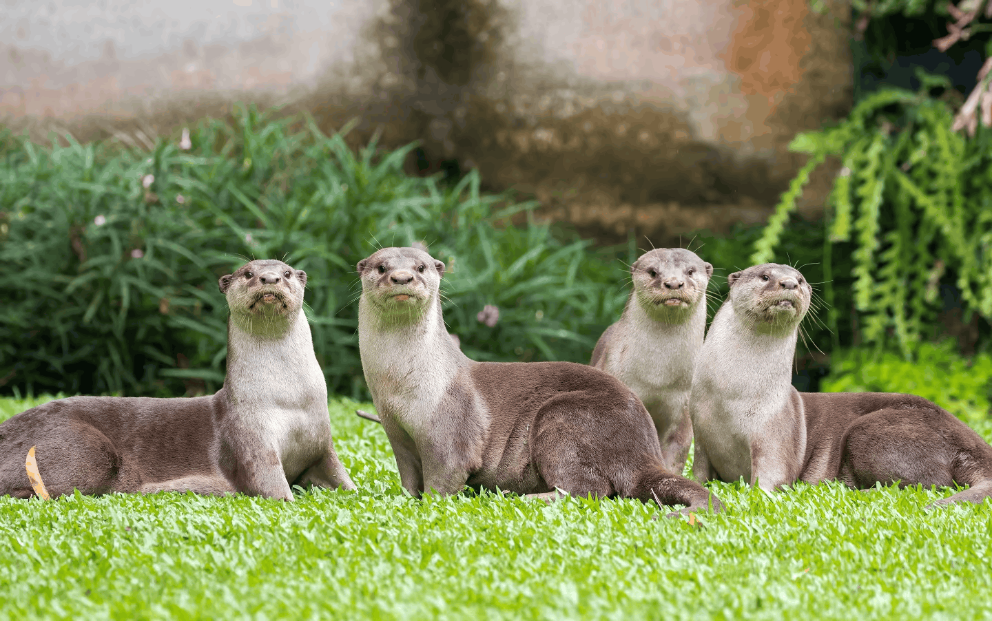 Otters