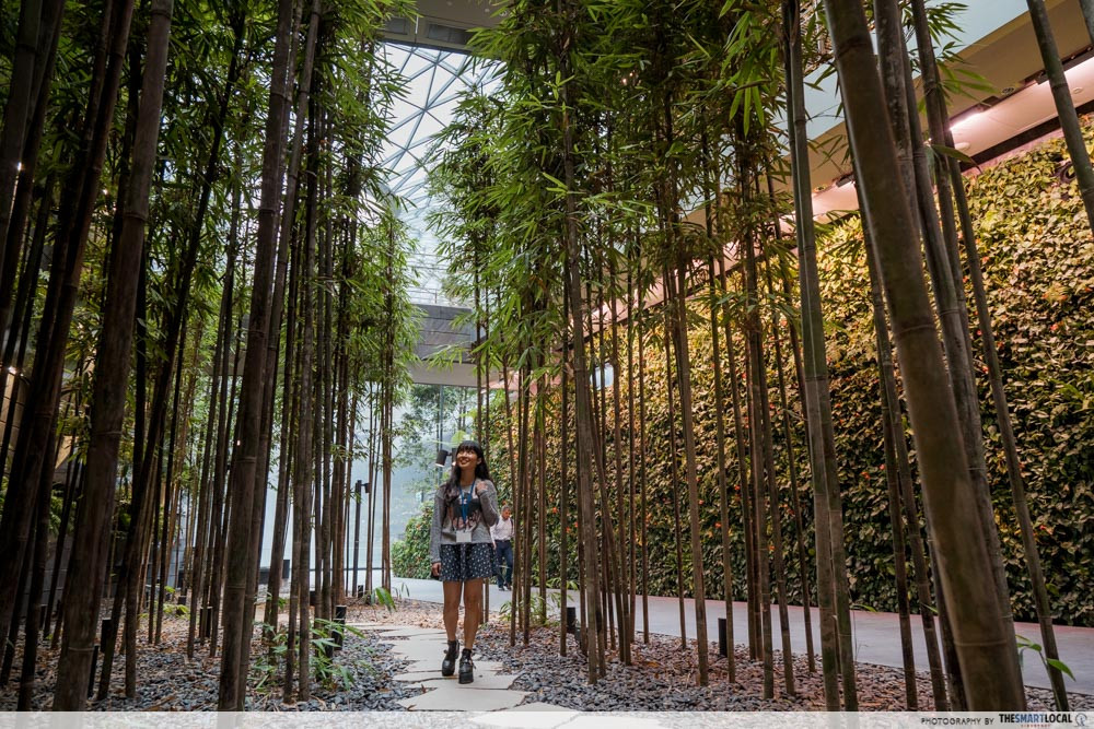 Bamboo grove