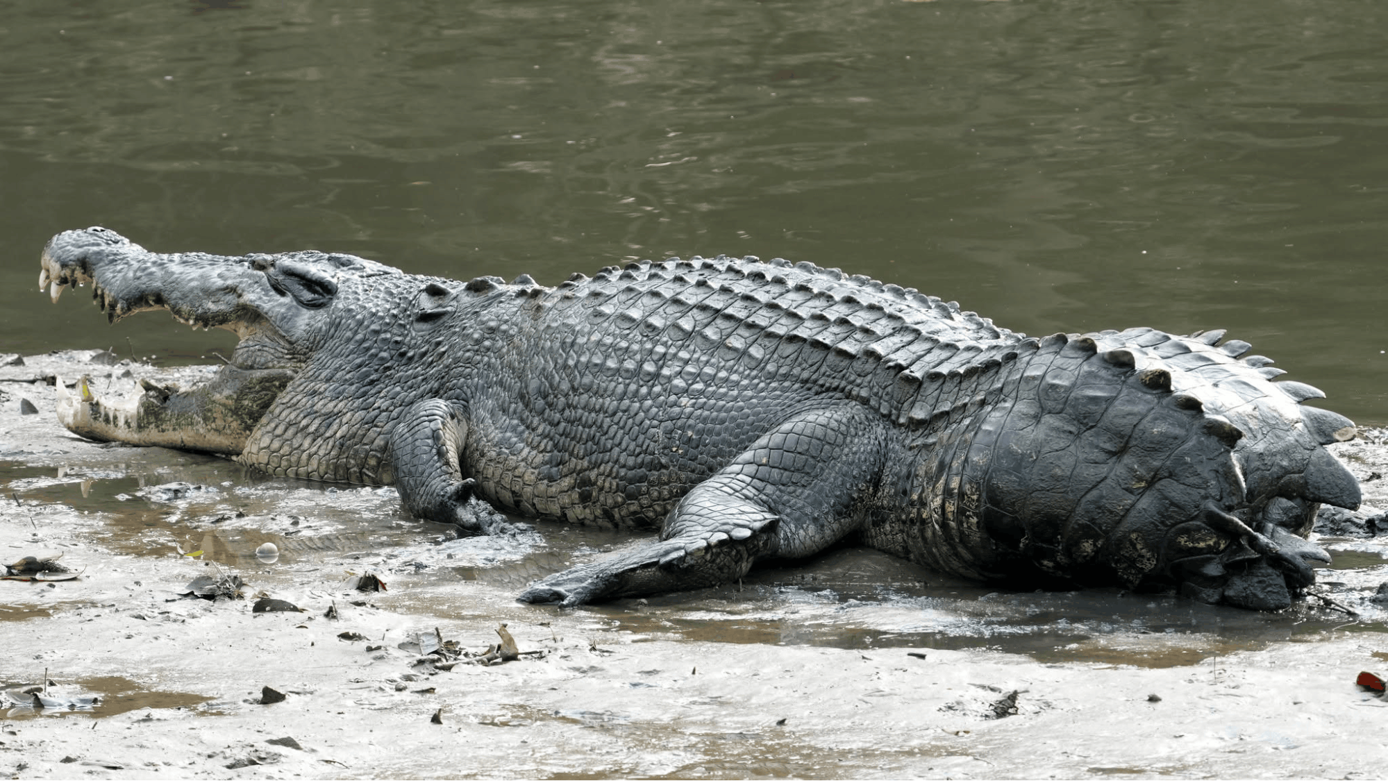 Tailless