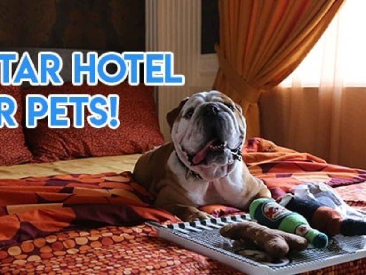 6 Highly Rated Pet Hotels In Singapore 