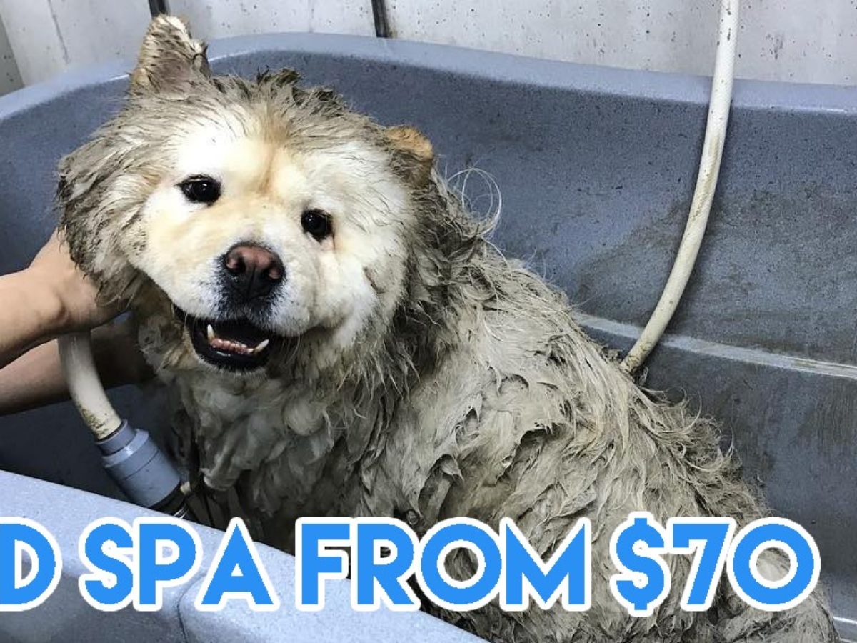happy spa dogs
