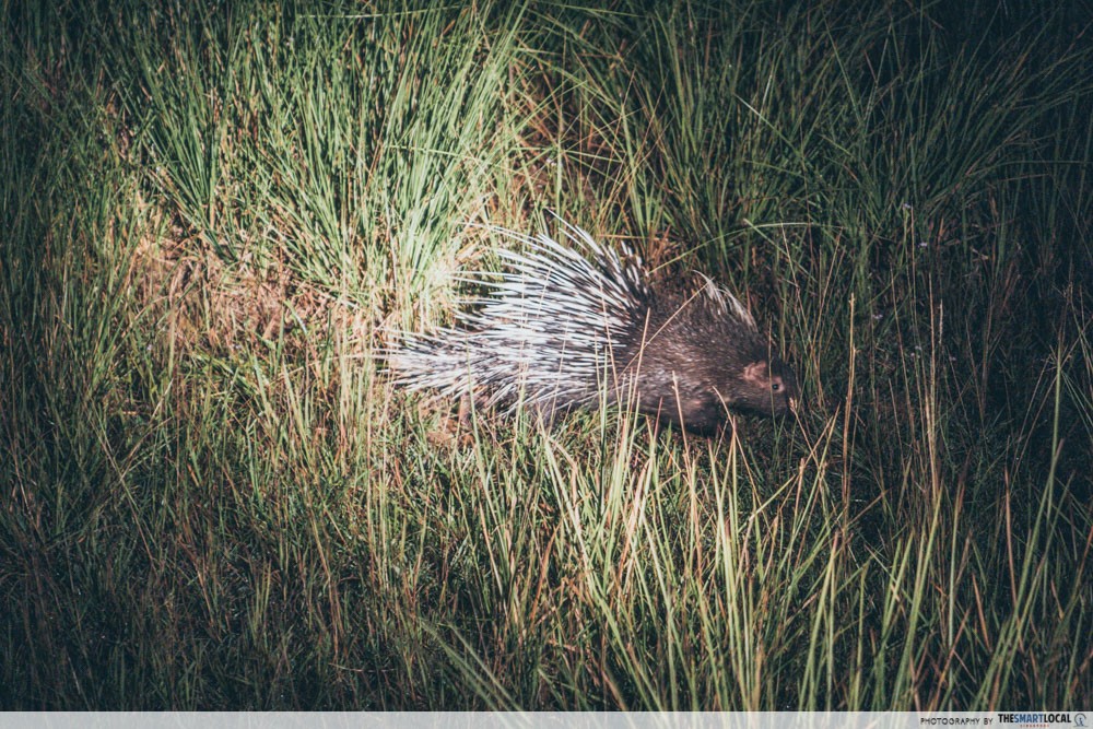 lam ta khong night safari porcupine