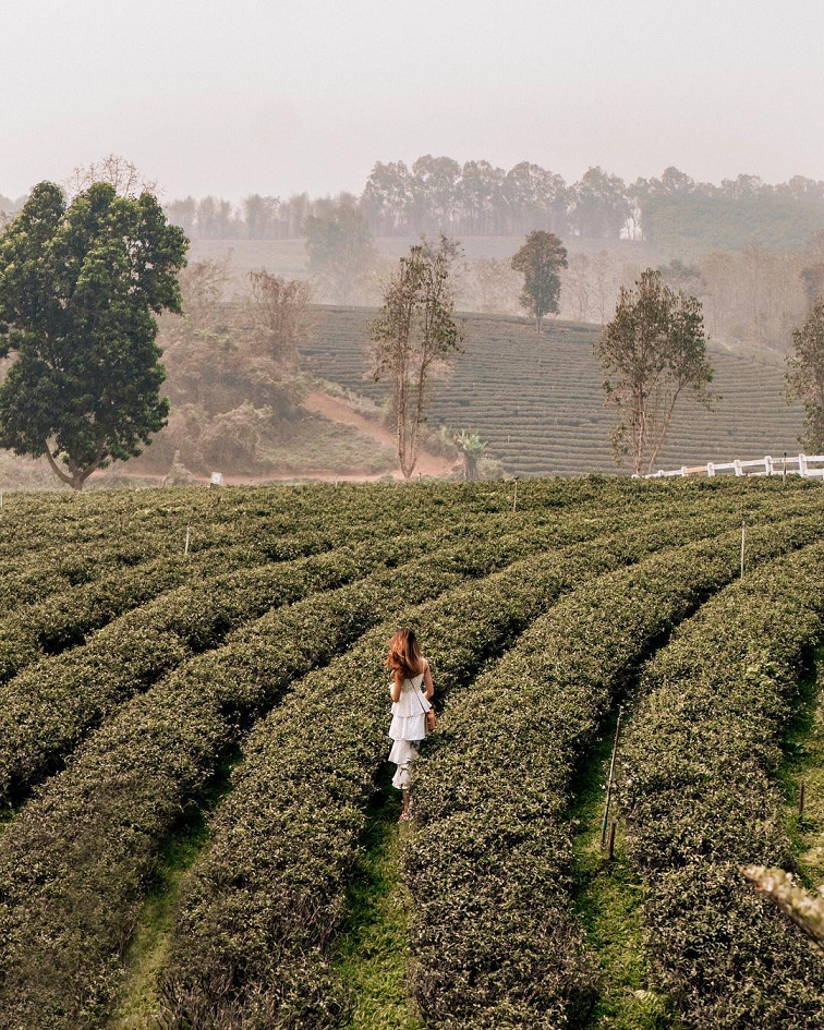 chui fong tea plantation matcha green tea chiang rai thailand airasia instagrammable
