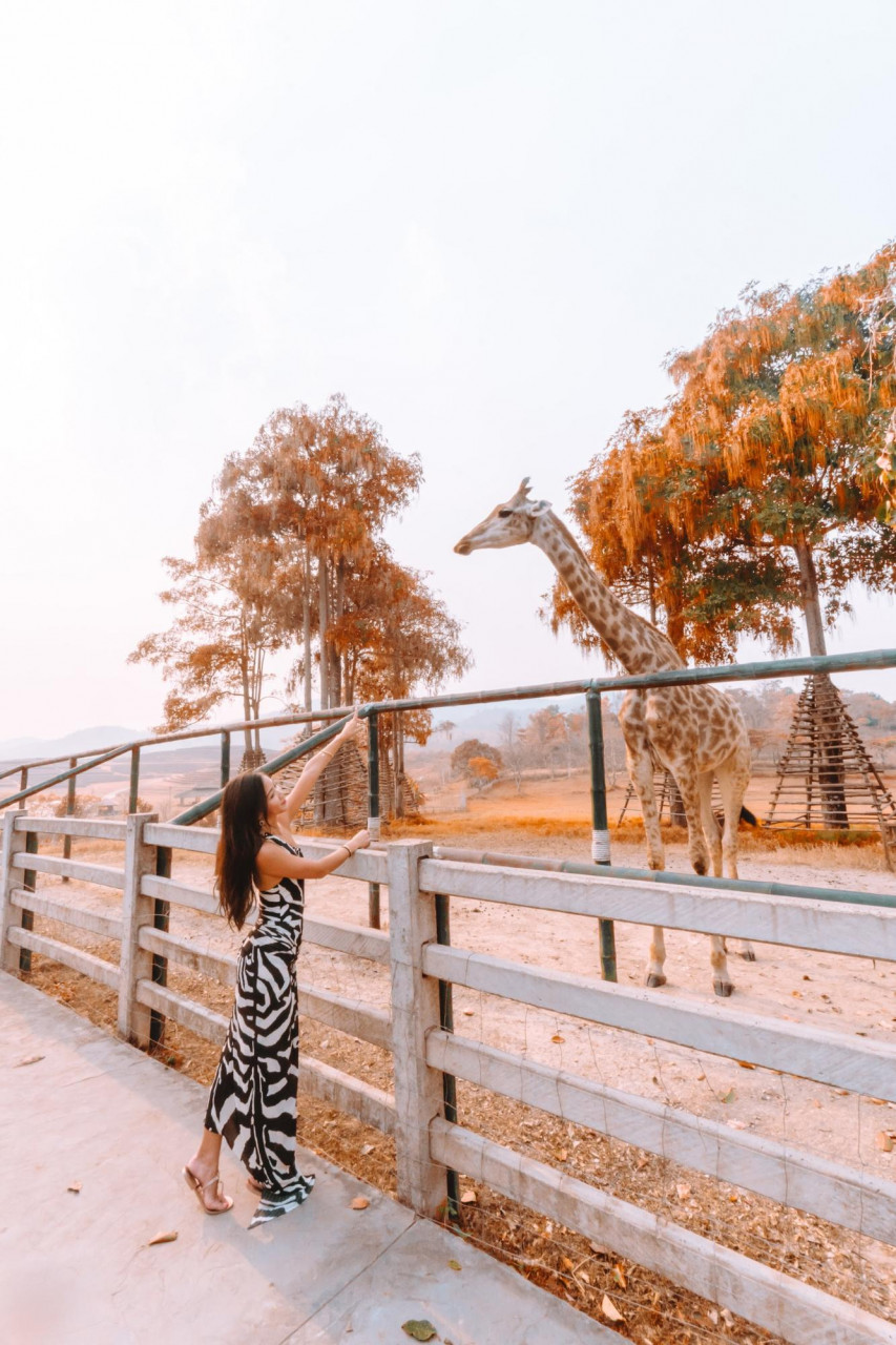 singha park thailand chiang rai airasia flower fields hot air balloon cosmos petting zoo giraffe and zebra
